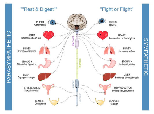 Waarom is regulatie van het zenuwstelsel zo belangrijk in de welbekende tropenjaren?